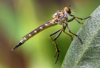 2 - ROBBER FLY - MIRABILE MARIO - australia <div : nature, wildlife